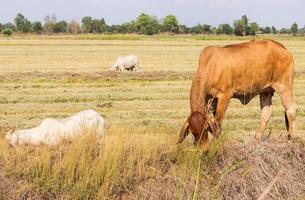 il bestiame pascola su campi ricoperti di paglia. foto