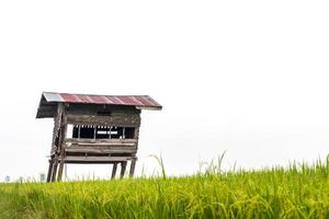 vecchie capanne di legno rovinano nelle risaie. foto