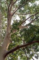 vista sotto il grande albero con le sue foglie. foto