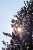 silhouette pini e la luce del sole splende attraverso. foto