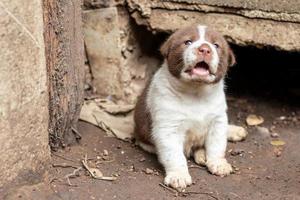 il cucciolo tailandese bianco e marrone vive in una tana di cemento. foto