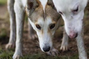 laika siberiano occidentale, cane da caccia russo, cane lupo selvaggio foto