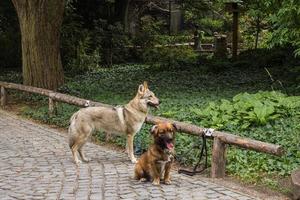 due cani che aspettano i suoi padroni nel parco foto