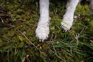 cane huky siberiano nella foresta all'aperto, laika, cane lupo foto