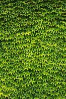 sfondo verde edera, grande muro di foglie foto