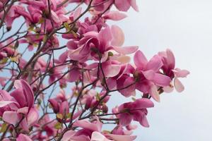 primo piano di albero di magnolia con fiori rosa contro il cielo foto