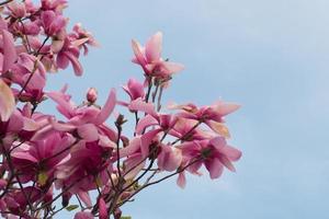 primo piano di albero di magnolia con fiori rosa contro il cielo foto