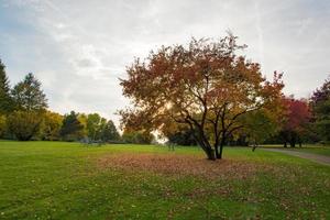 paesaggio colorato del soleggiato parco autunnale foto