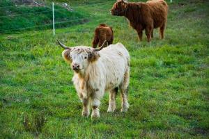 fattoria con mucche di bestiame dell'altopiano sul prato verde foto