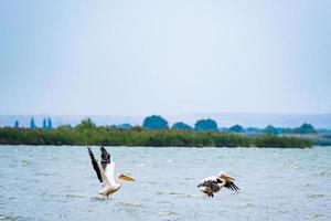 paesaggio con grande lago e pellicani in ucraina foto