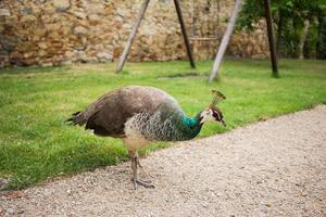 ritratto di bellissimo pavone nel parco foto