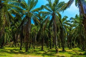 piantagione di palme da olio, rispetto al parco nazionale di bok khorani, krabi, tha foto