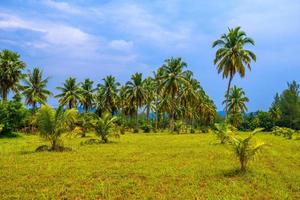 palme da cocco con campo verde e cielo blu, spiaggia di sabbia bianca kh foto