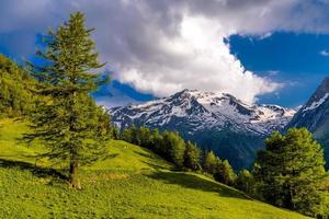 alberi di pino nei campi delle montagne alpine, martinigny-combe, martingny, foto