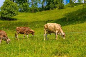 mucche marroni che mangiano erba nel villaggio delle alpi, afferra, werdenberg, st. foto