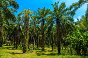 piantagione di palme da olio, rispetto al parco nazionale di bok khorani, krabi, tha foto