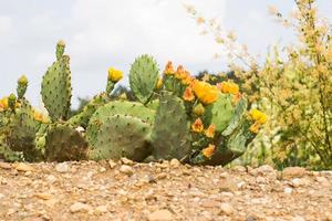 piante grasse in un habitat naturale, cactus nel deserto all'aperto foto