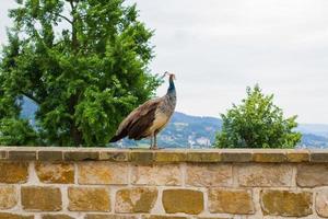 ritratto di bellissimo pavone nel parco foto