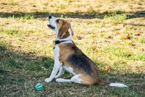 ritratto del cane beagle all'aperto sull'erba foto