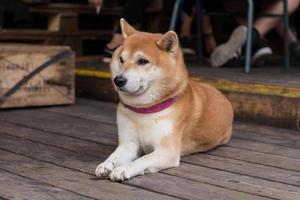 ritratto di cane shiba inu, cane giapponese giaceva sul pavimento di legno foto