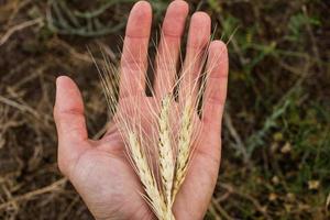 grano dorato sulla mano degli agricoltori da vicino, lavoratore sui campi estivi foto