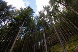 paesaggio con montagne e foreste autunnali foto