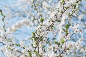 primo piano di fiori di ciliegio bianchi foto