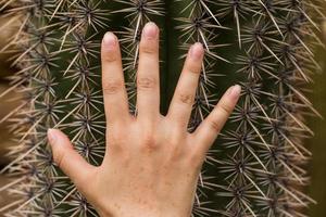 primo piano del grande cactus e mano su di esso foto