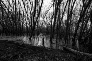 albero morto nella foresta di mangrovie degradata. crisi ambientale da cambiamento criminale, inquinamento, sedimentazione. degrado e distruzione della foresta di mangrovie. crisi costiera. sfondo scuro per la morte. foto