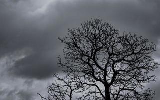 sagoma albero morto e ramo su sfondo grigio cielo. rami neri dell'albero. sfondo di struttura della natura. sfondo artistico per tristezza, morte, lamento, disperazione e disperazione. sfondo del giorno di halloween. foto