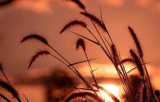 fiore di erba di prato al mattino con il cielo dorato dell'alba. fiore di erba silhouette su sfocatura sfondo bokeh di sole giallo e arancione. campo in erba con cielo all'alba. bellezza nella natura. la tranquillità. foto