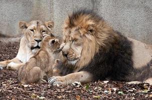 famiglia di leoni foto