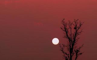 silhouette coppia uccelli in cima a un albero spoglio e cielo rosso al tramonto con spazio di copia. scena romantica del grande sole e del cielo rosso all'ora del tramonto. bellezza nella natura. coppia d'amore e concetto di vita pacifica. foto