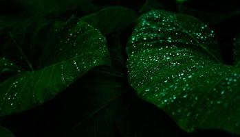 foglia verde con goccia di pioggia nella giungla. goccia d'acqua sulle foglie. sfondo texture foglia verde con motivo minimo. foglie verdi nella foresta tropicale su sfondo scuro. carta da parati verde. giardino botanico. foto