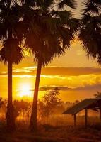 palma da zucchero e vecchia capanna al mattino con il bellissimo cielo dell'alba. cielo dorato di alba nelle zone rurali con campo in erba e nebbia sopra l'erba. vista paese. l'alba splende dietro la palma e la capanna.