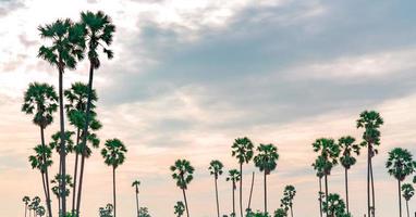 palma da zucchero in thailandia con un bellissimo cielo al tramonto. bellissimo modello di albero di parmigiano in estate. paesaggio di natura rurale. romantico cielo rosa con albero ad alto fusto. viaggiare in uno sfondo tropicale. foto