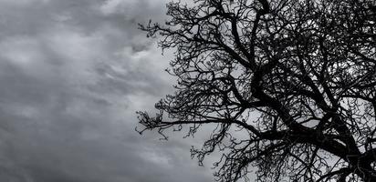 sagoma albero morto e ramo su sfondo grigio cielo. rami neri dell'albero. sfondo di struttura della natura. sfondo artistico per triste, morto, solitario, senza speranza e disperazione. sfondo del giorno di halloween. foto