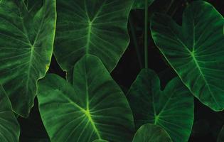 foglie verdi di orecchio di elefante nella giungla. struttura a foglia verde con motivo minimo. foglie verdi nella foresta tropicale. giardino botanico. carta da parati verde per spa o salute mentale e terapia mentale. foto