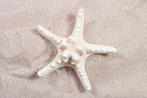 stella marina bianca sulla vista dall'alto del primo piano della sabbia. stelle marine sulla spiaggia. sfondo estivo spiaggia con sabbia, mare e copyspace