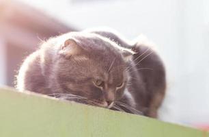 grande gatto grigio accovacciato su un muro di recinzione. foto