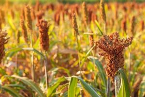 il sorgo, che è maturo, è rosso, in attesa del raccolto. foto