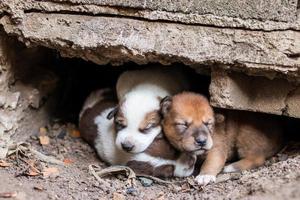 i cuccioli tailandesi sono sdraiati a terra sotto il pavimento di cemento. foto