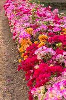coloratissimi fiori di bouganville. foto
