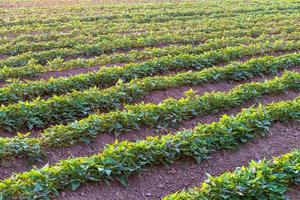 sfondo giardino, piantagione di patate dolci. foto