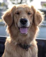 lingua di faccia di cane golden retriever. foto