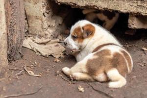 il cucciolo tailandese bianco e marrone vive in una tana di cemento. foto