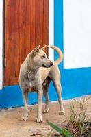 cane bianco cremoso tailandese in piedi accanto alla casa. foto