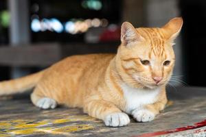 un gatto giallo e bianco sdraiato sul tavolo. foto