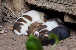 i cuccioli tailandesi sono sdraiati a terra sotto il pavimento di cemento. foto