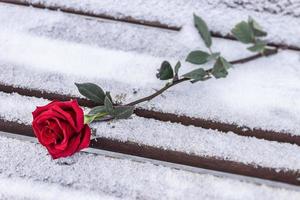 rosa scarlatta giace nella neve su una panchina del parco, dimenticata da qualcuno a causa di un appuntamento non andato a buon fine foto